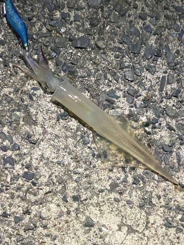 ヤリイカの釣果