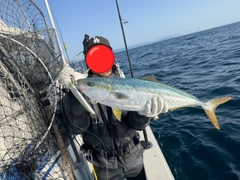 ヤズの釣果