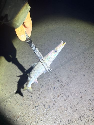 カマスの釣果