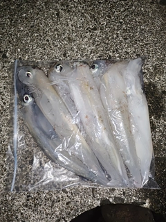 ヤリイカの釣果