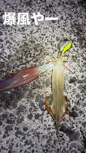 ヤリイカの釣果