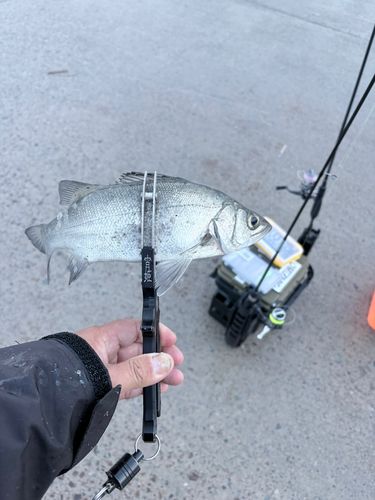 セイゴ（ヒラスズキ）の釣果