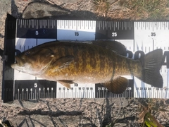 スモールマウスバスの釣果