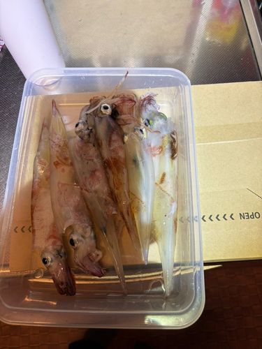 ヤリイカの釣果