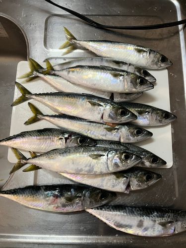 サバの釣果