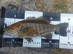 スモールマウスバスの釣果