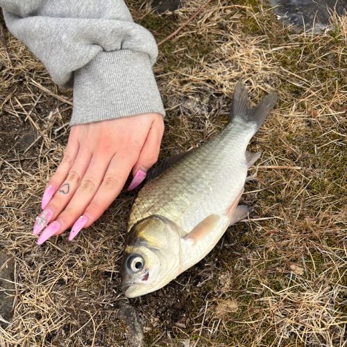 フナの釣果