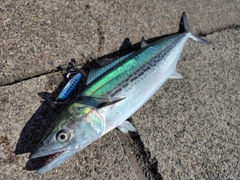 サゴシの釣果
