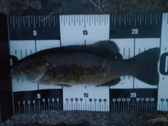 スモールマウスバスの釣果