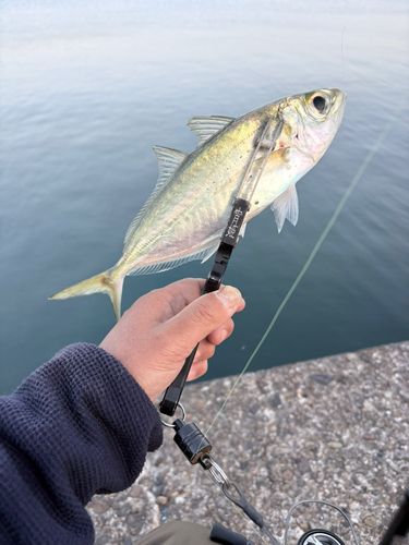 メアジの釣果