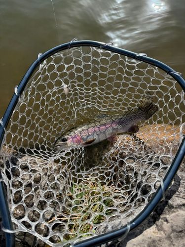 トラウトの釣果