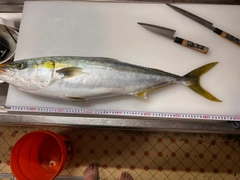 ブリの釣果