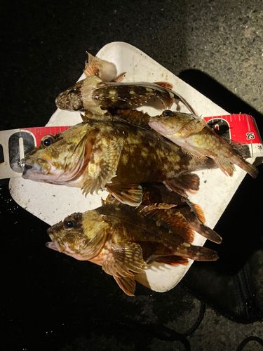 カサゴの釣果