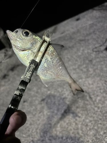 ミナミハタンポの釣果