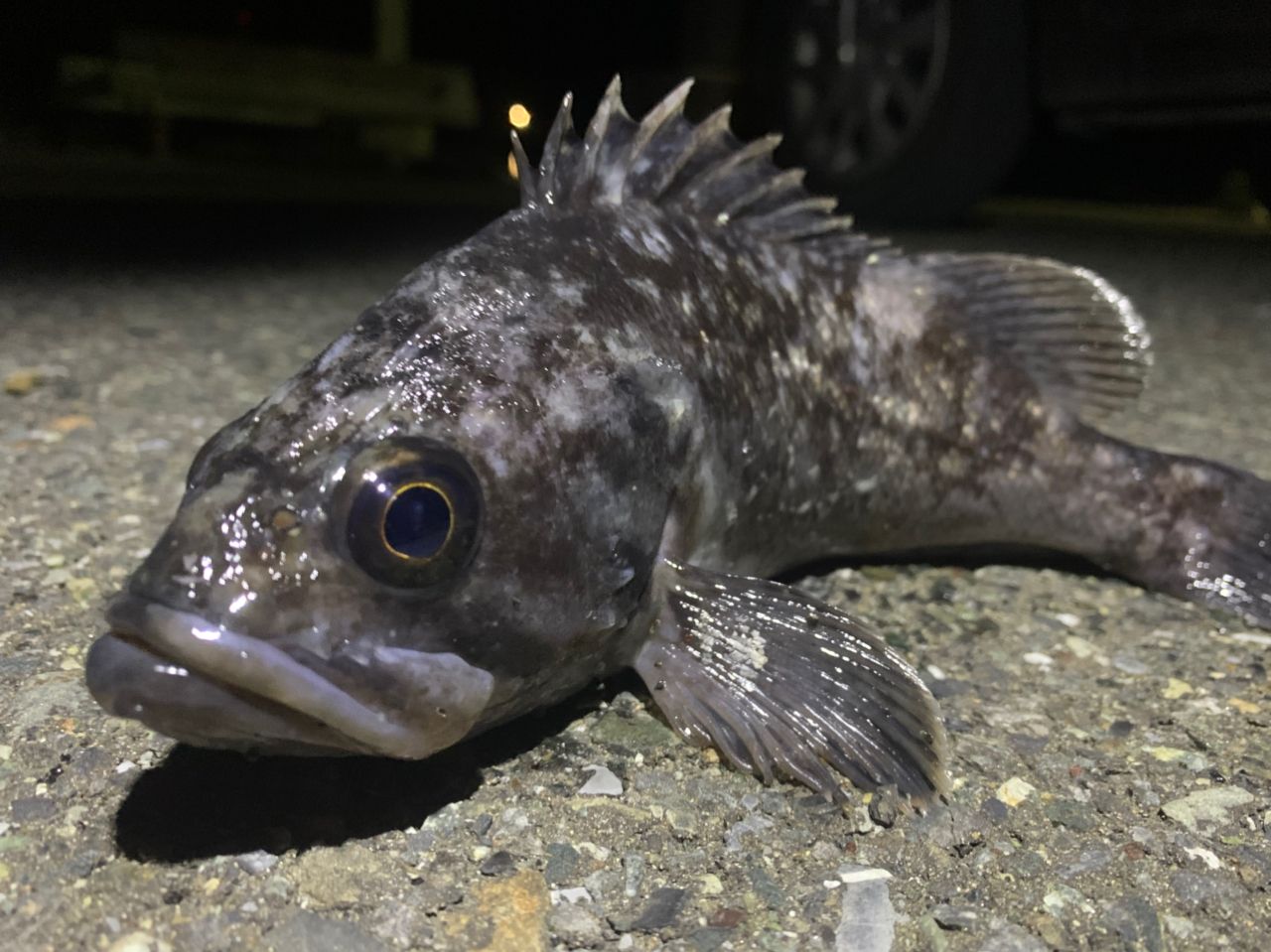 Megabass 20礁楽 SL-82MLSの最安値・インプレ・釣果 | 本音の口コミが