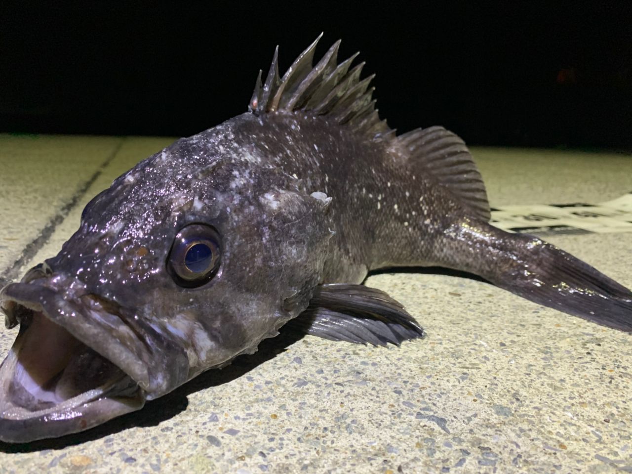 Megabass 20礁楽 SL-82MLSの最安値・インプレ・釣果 | 本音の口コミが