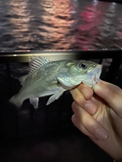 セイゴ（マルスズキ）の釣果