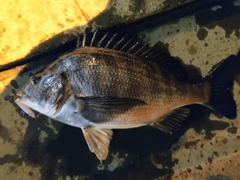 クロダイの釣果