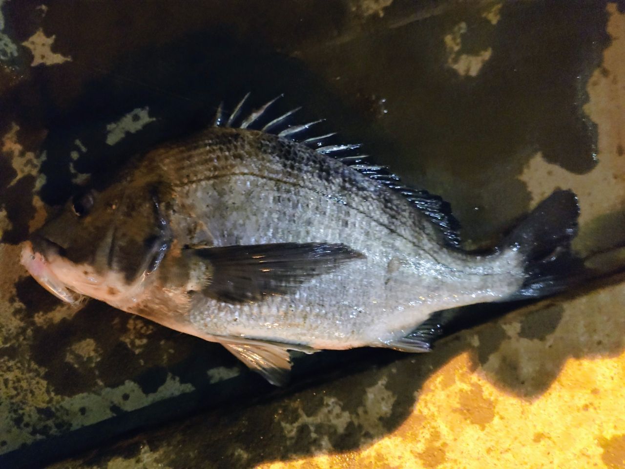 AbuGarcia エラディケーター リアルフィネス プロトタイプ ERFS-51Pro