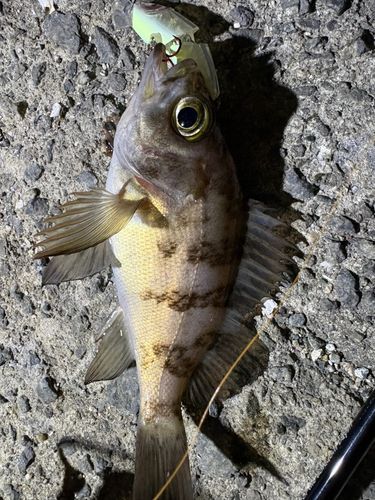 釣果