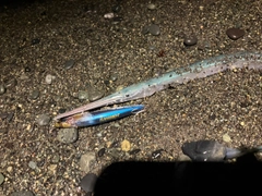 ダツの釣果
