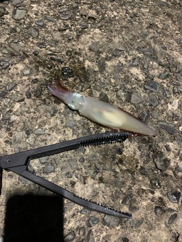 ジンドウイカの釣果