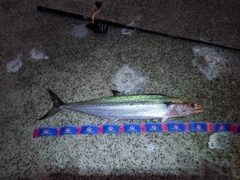 サワラの釣果