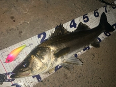 シーバスの釣果