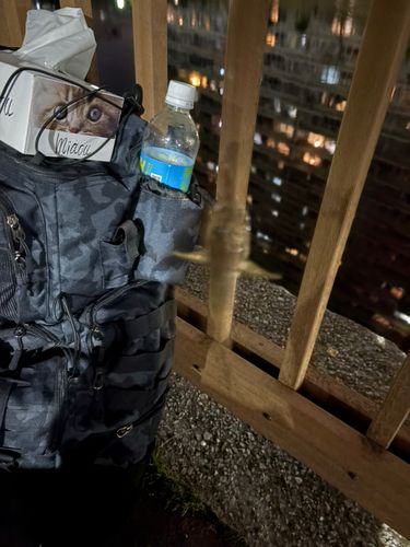 ハゼの釣果