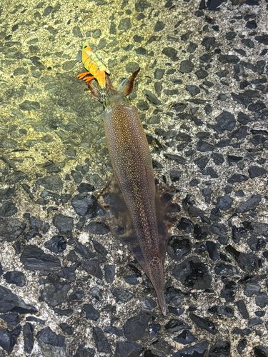 ヤリイカの釣果