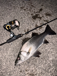 ヒラスズキの釣果