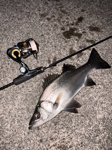 ヒラスズキの釣果