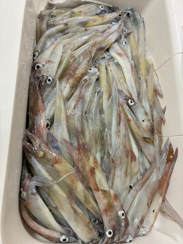 ヤリイカの釣果