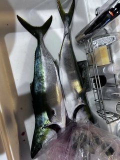 ハマチの釣果