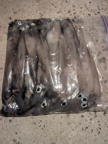 ヤリイカの釣果