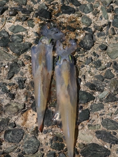 ササイカの釣果