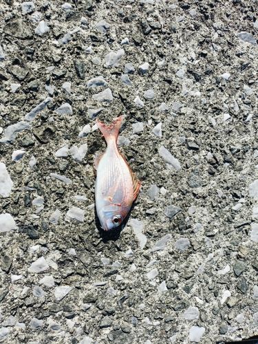 チャリコの釣果