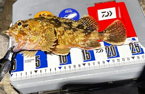カサゴの釣果