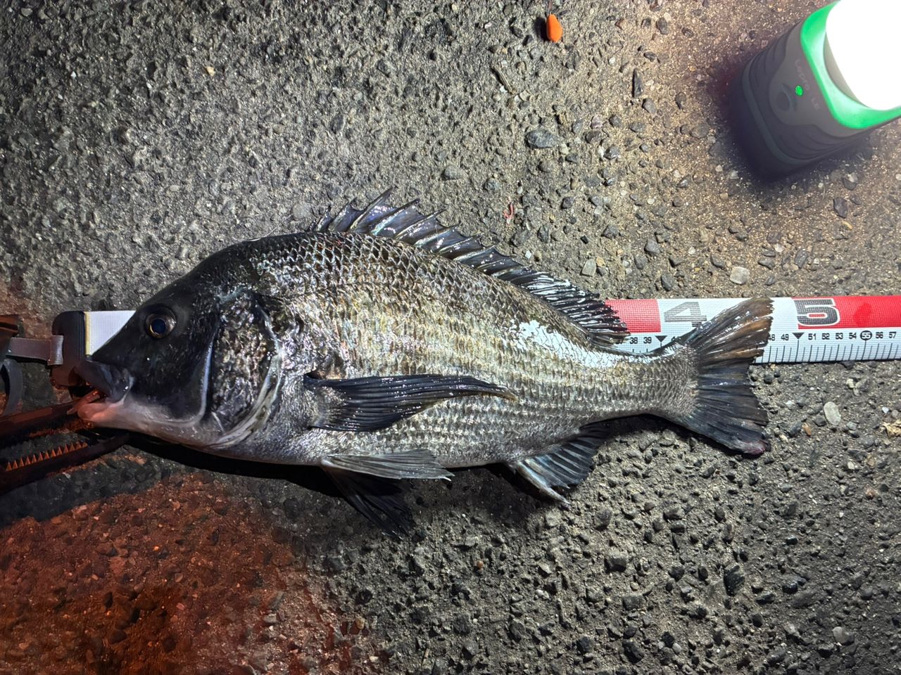 SHIMANO 21鱗海スペシャル 1-530の最安値・インプレ・釣果 SHIMANO 21鱗海スペシャル 1-530の最安値・インプレ・釣果