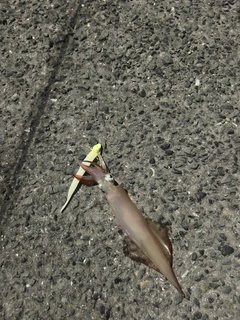 ササイカの釣果