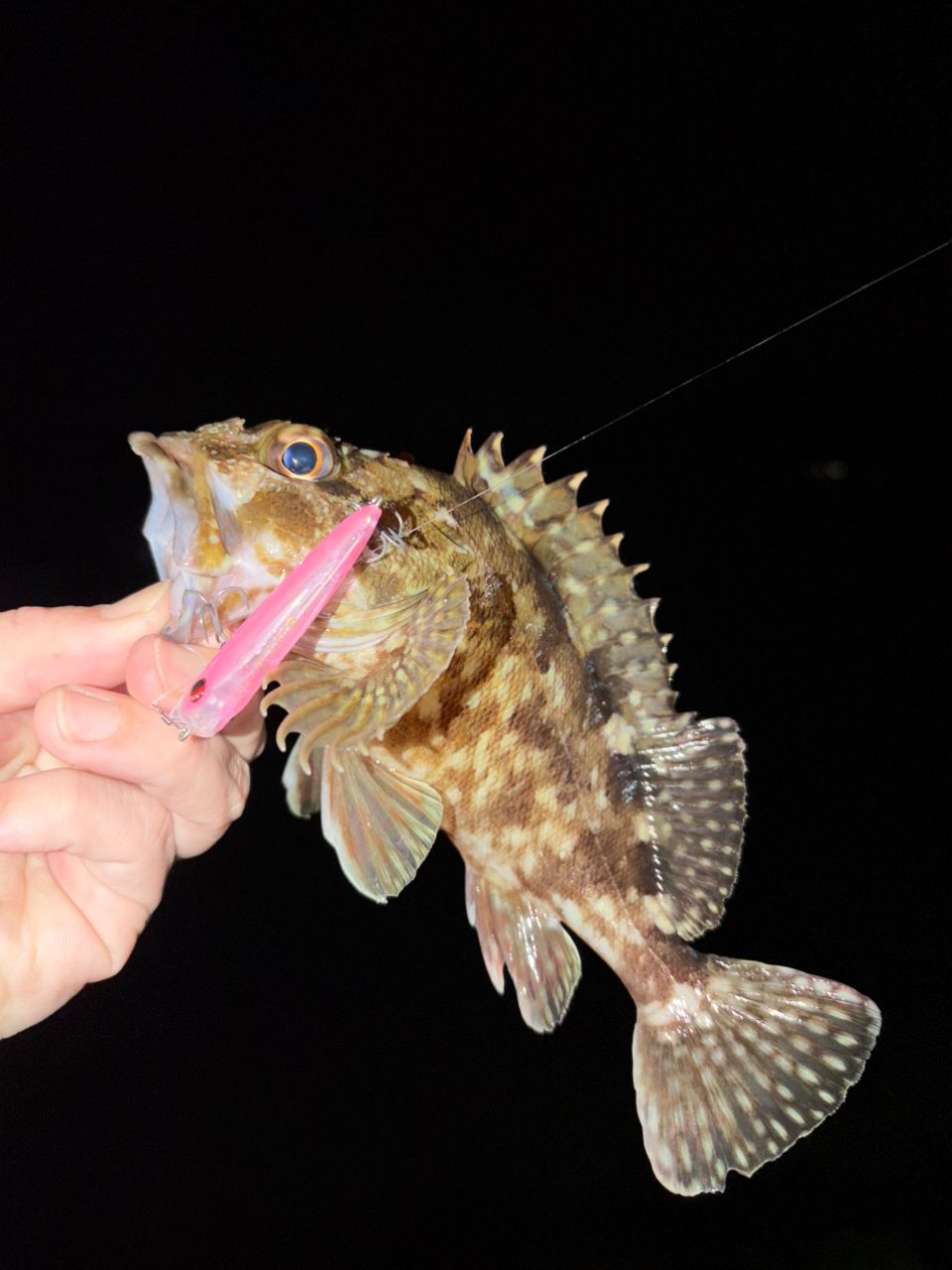 DAIWA 18イグジスト FC LT2500S-CXHの最安値・インプレ・釣果 | 本音の