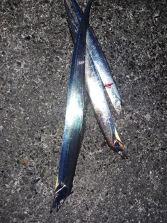 タチウオの釣果