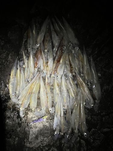 ヤリイカの釣果