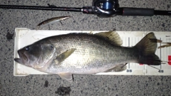 ラージマウスバスの釣果