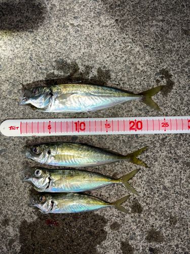 アジの釣果