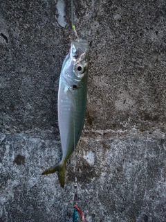 ムロアジの釣果
