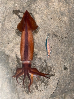 ヤリイカの釣果