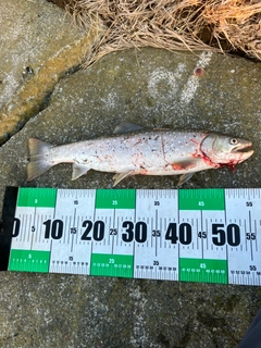 アメマスの釣果