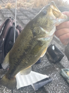 ラージマウスバスの釣果