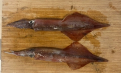 ヤリイカの釣果